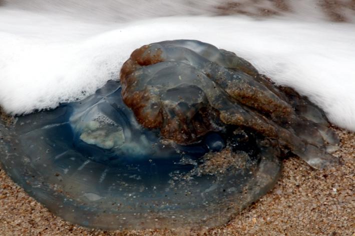 Die Nordsee 10.jpg - Gestrandet, eine Qualle am Strand vom Ellenbogenspitze.